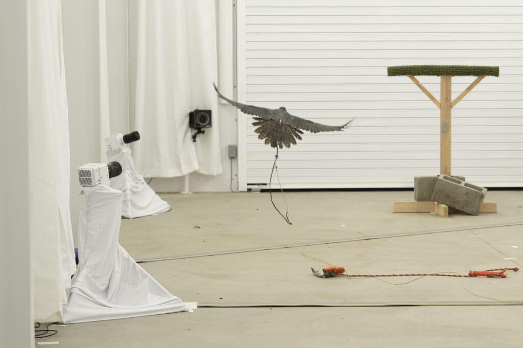 Bird flying with a rope on its foot