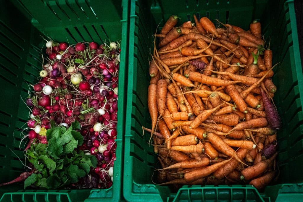 harvested crops in bins