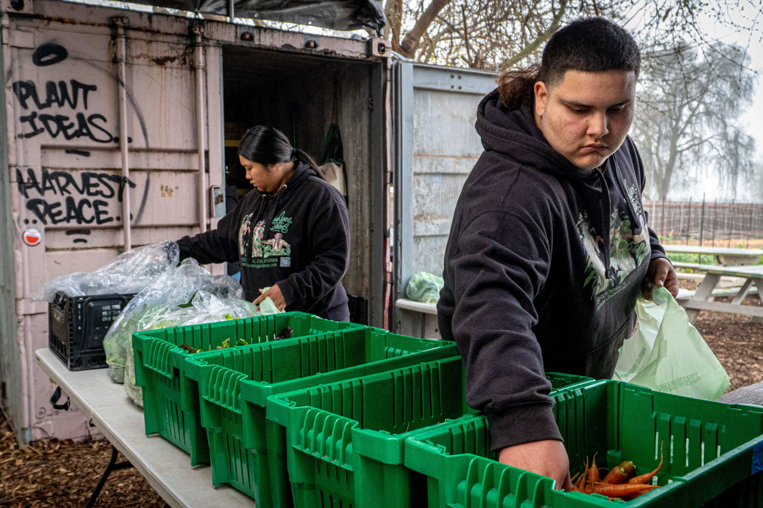 Two people placing harvested crops in bins