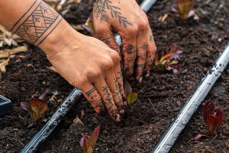 planting a crop in the soil
