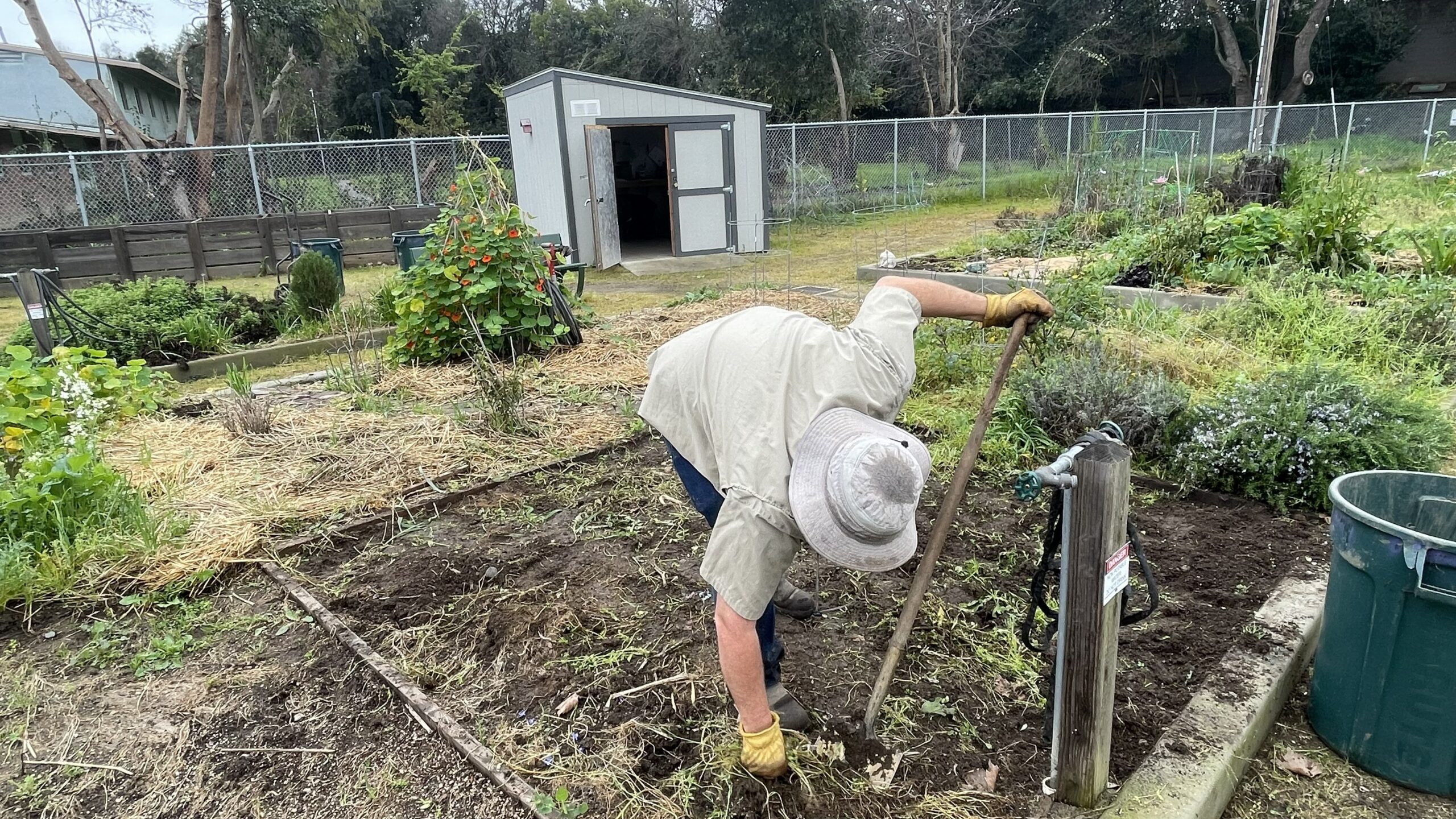 Man pulling weeds in the garden.