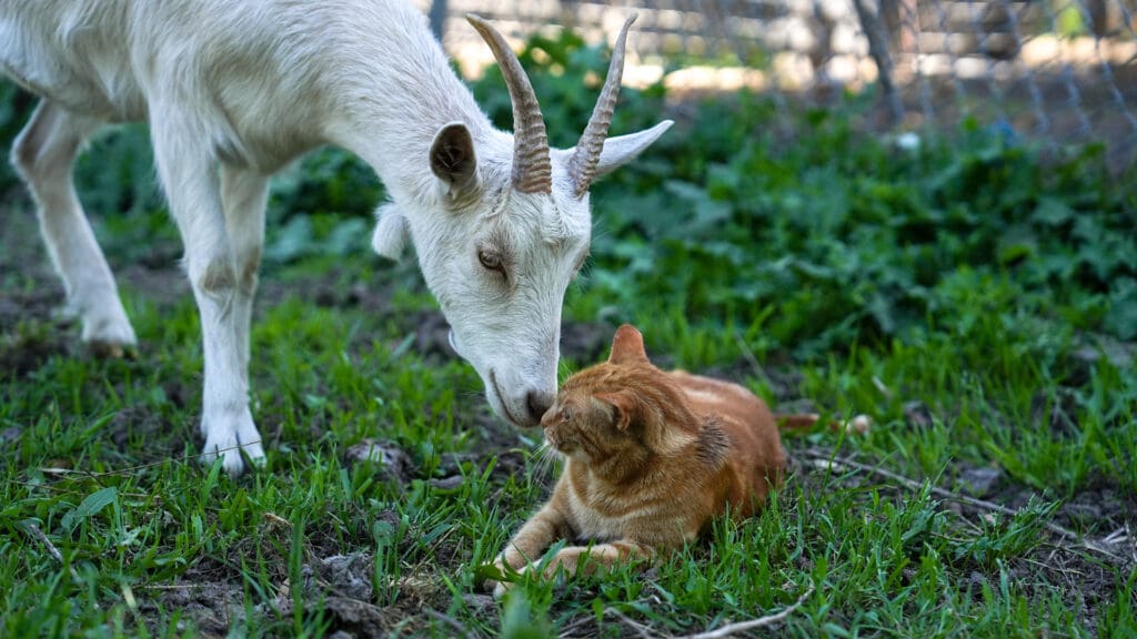 Sanctuary Mixtape goat Odesza and cat Carol on March 23, 2026. Photo by Denis Akbari.