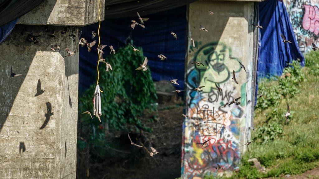 Birds fly under bridge