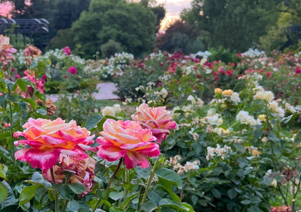 Roses