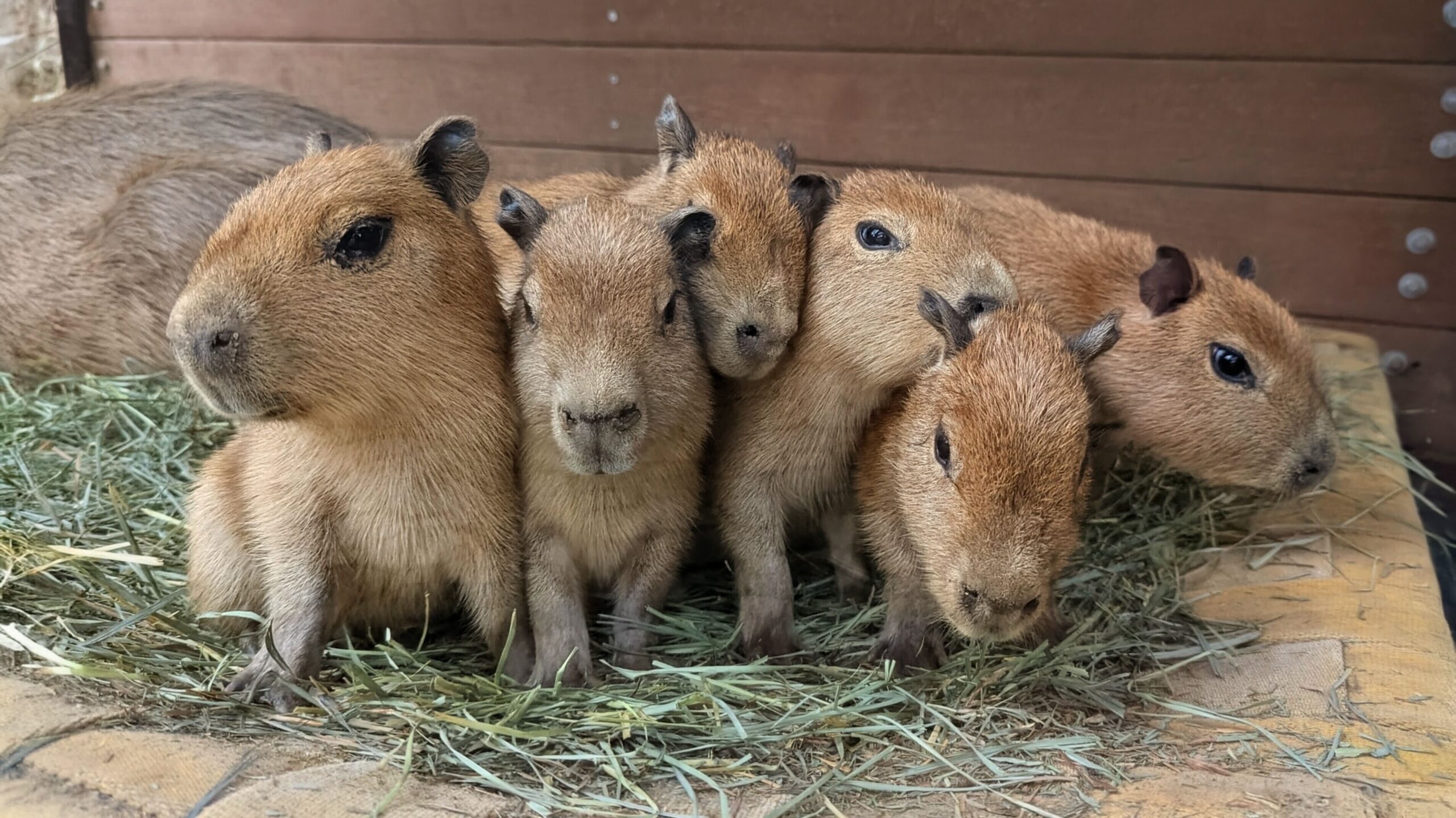 Capybara