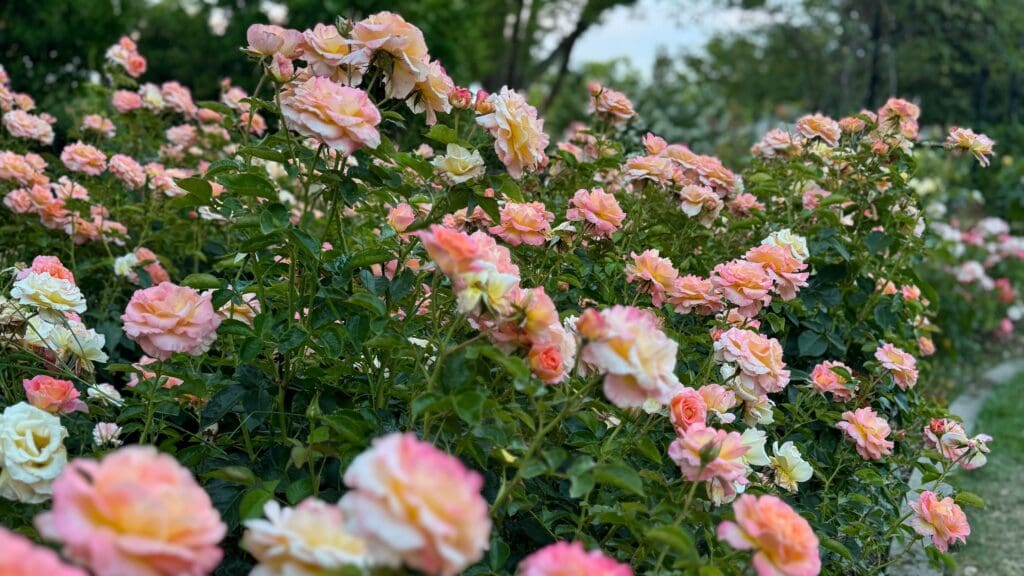 Roses