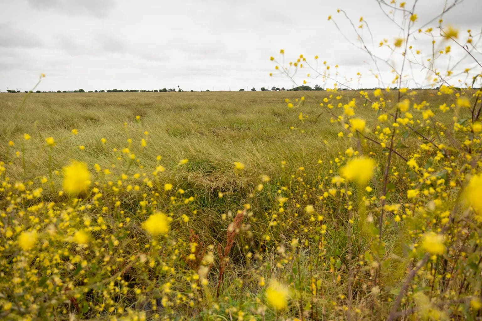 Flowers bloom on a ranch leased by Duane Martin for cattle grazing in the Delta region of Sacramento County, southwest of Elk Grove, on April 22, 2026. Martin said the land and his cattle business would be negatively affected by the Delta Conveyance Project.