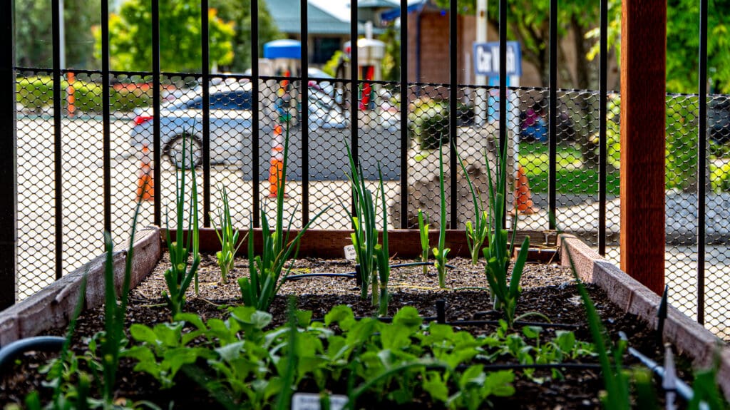 garden