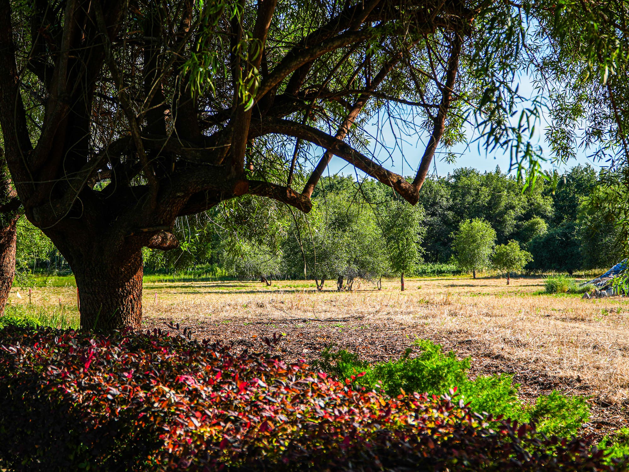 tree and field