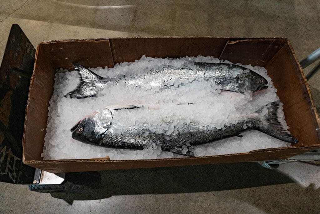 fish