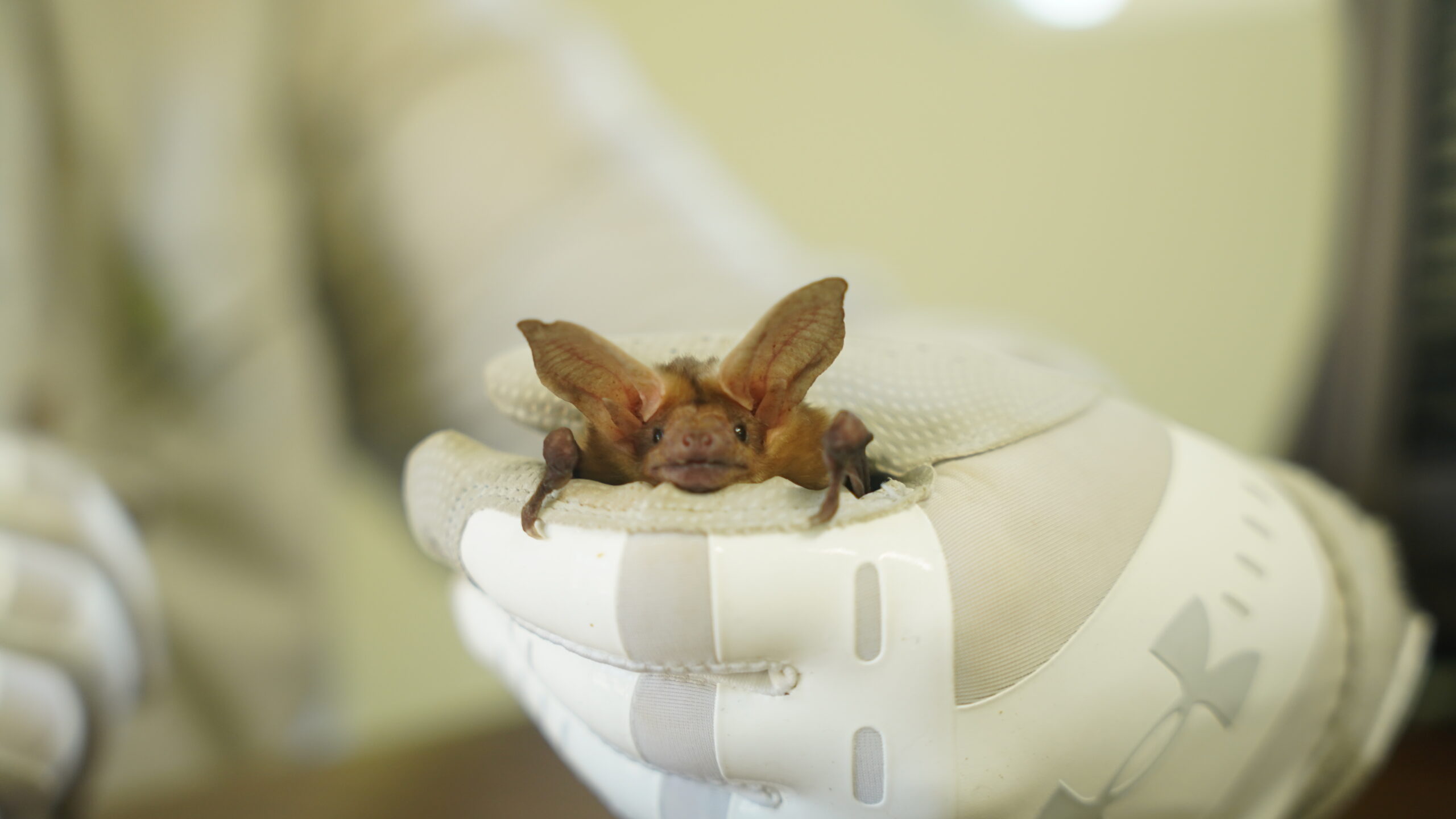 Close-up of a baby bat