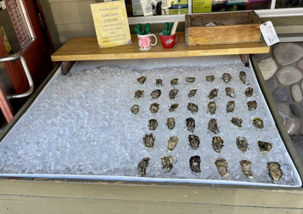 oysters