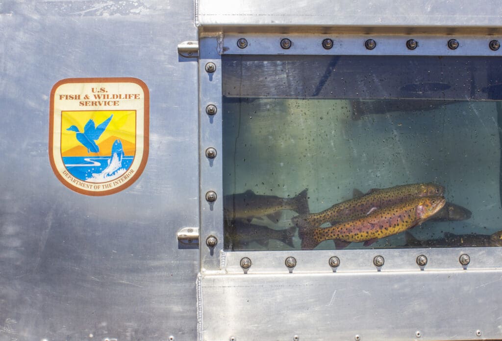 Fish in a truck