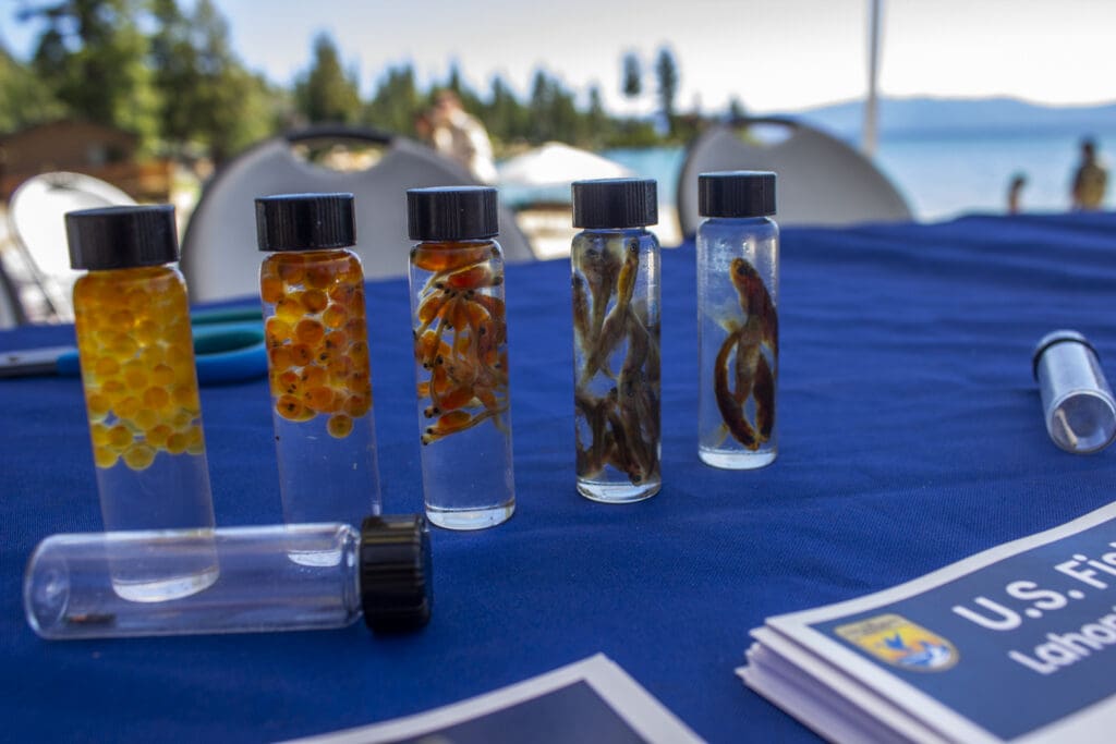 Vials of fish