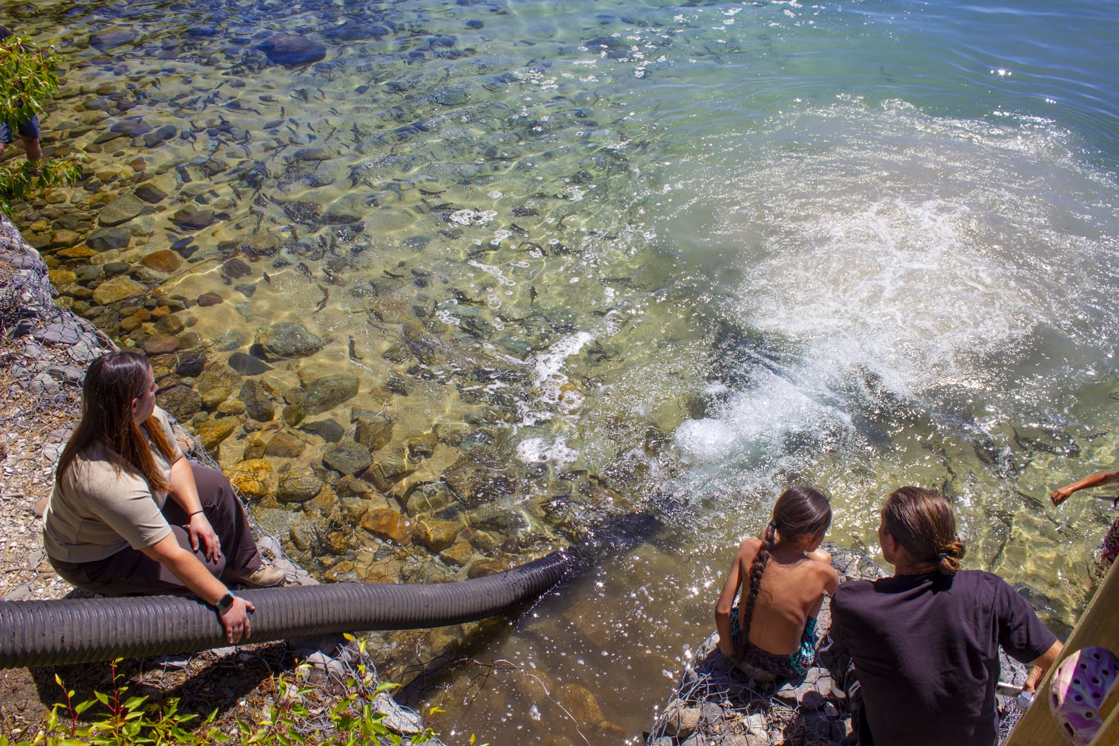 Fish release