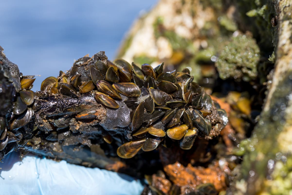 Golden mussels