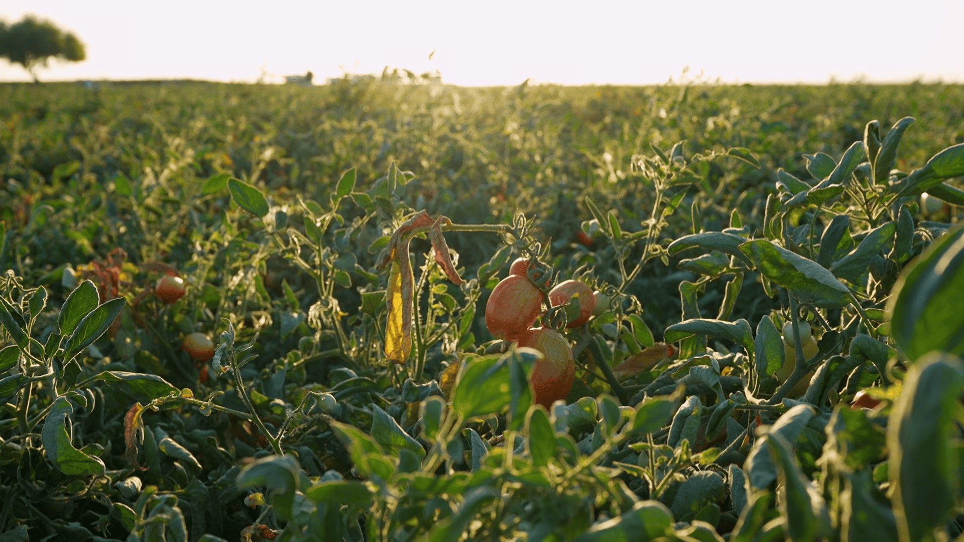 Tomatoes on a vine