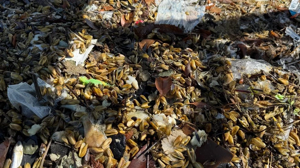 Golden Mussels
