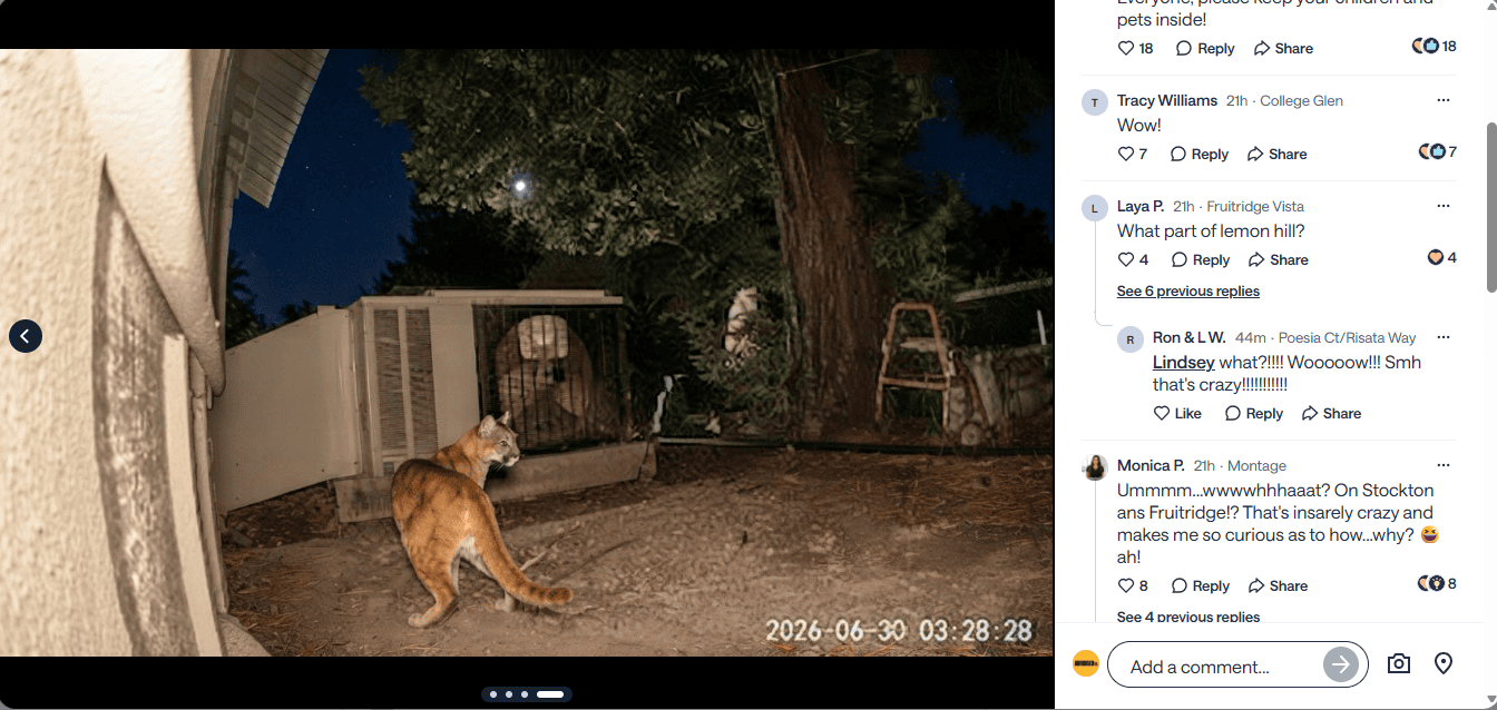 An AI-generated image falsely depicting a mountain lion in Sacramento. The image was posted to the social networking site Nextdoor on June 30, 2026.