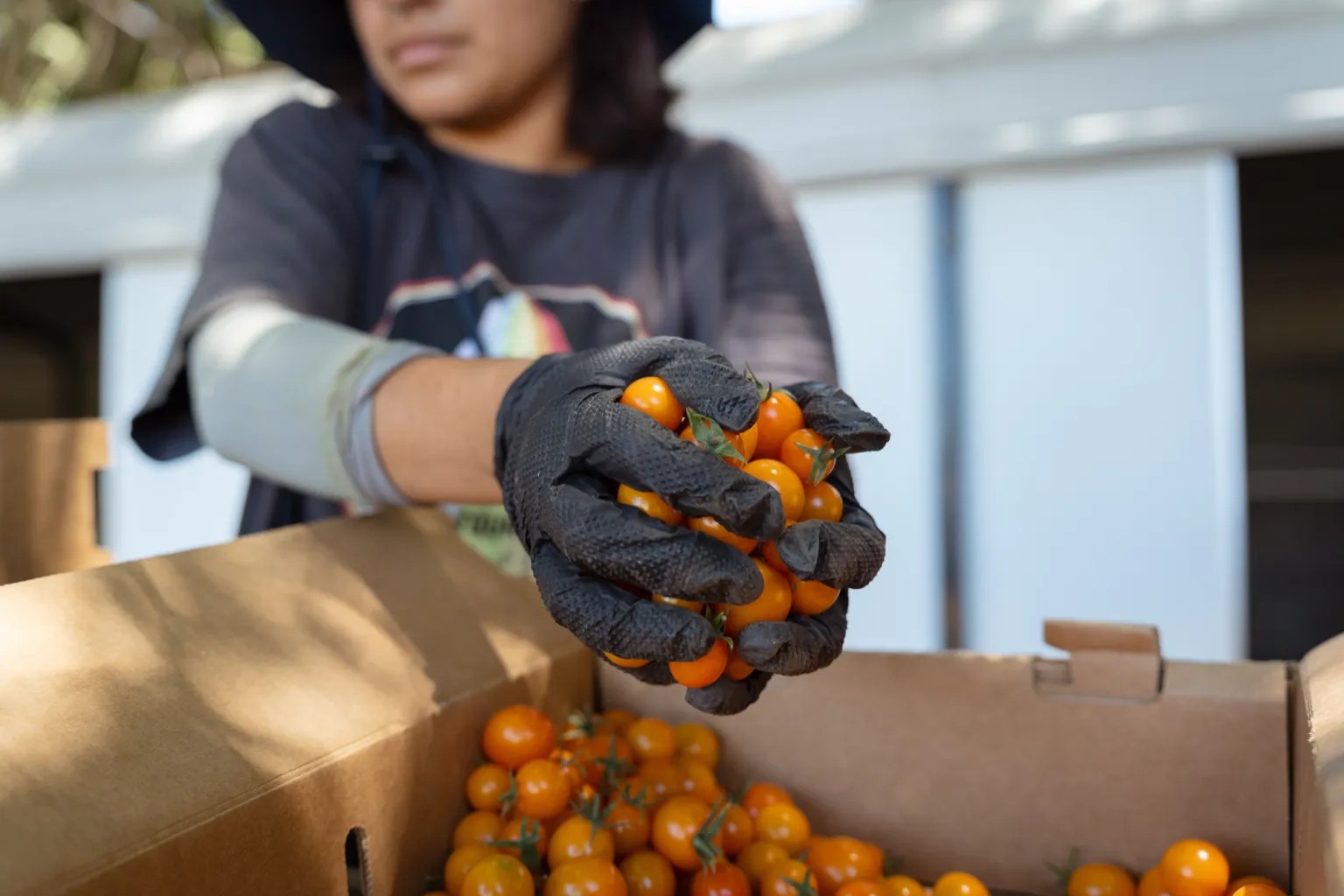 tomatoes hands