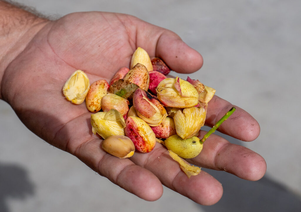 Pistachios