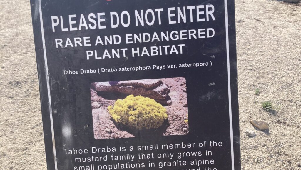 lake tahoe plant