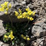 rare Tahoe plant