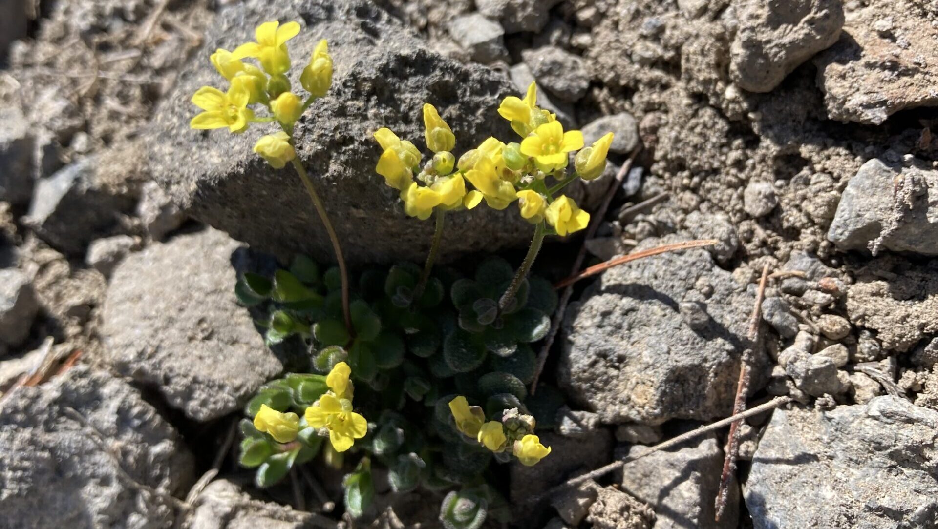 rare Tahoe plant