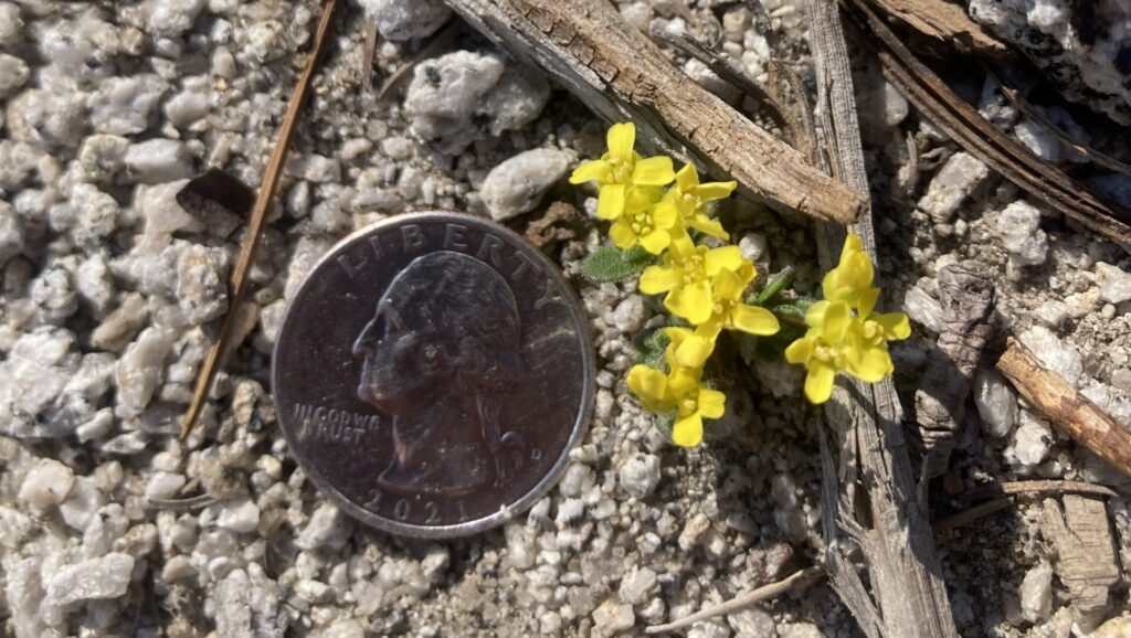 rare tahoe plant