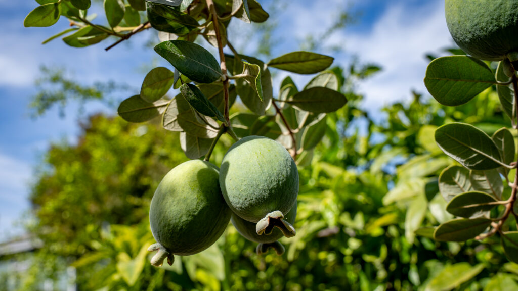 fruit