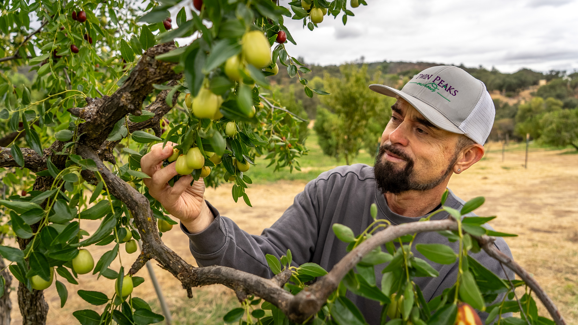 man looking at produce on tree