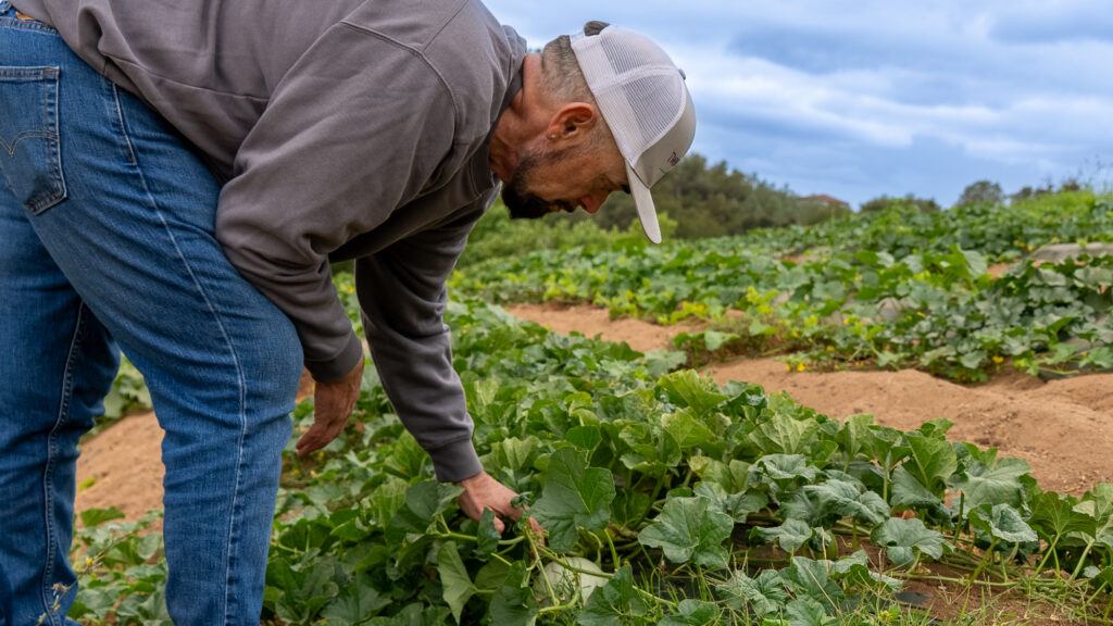 man picking produce