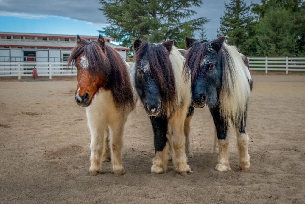 Three miniature horses stand in an outside arena