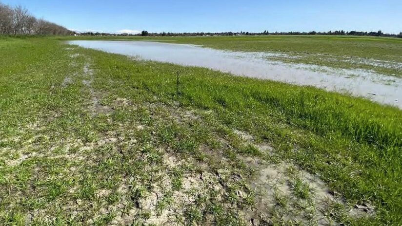 Vernal Pools