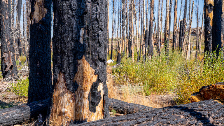 Burned tree